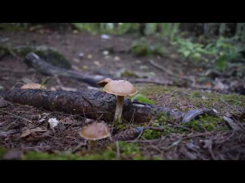 Slack Packing - Garfield Woods - Berlin, MA