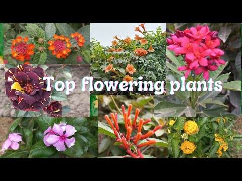 Top flowering plants/outdoor ornamental plants/plants for balconies/Which flowering plants can plant