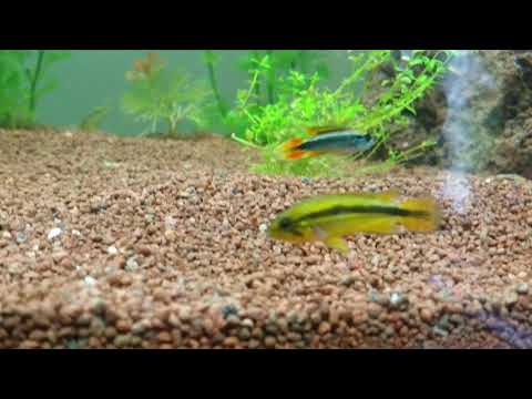 Wissenswertes #22 über Agassiz Zwergbuntbarsch