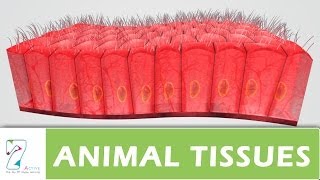 ANIMAL TISSUES _  PART 01