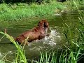 Chesapeake Bay Retriever - Chesapeake bay retriever