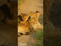 Hato Hu Suto Parne Putra Nano Lion Status Shyam
