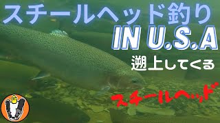 スチールヘッド釣り in USA 遡上してくるスチールヘッドを狙ったよ
