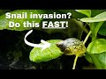 Get Rid Of Snails Freshwater Aquarium