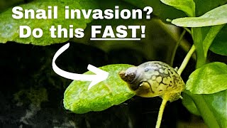 How to get rid of tank snails? Fix snail invasion/plague fast & easy!