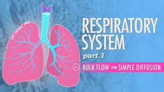 Respiratory System, part 1: Crash Course A&amp;P #31