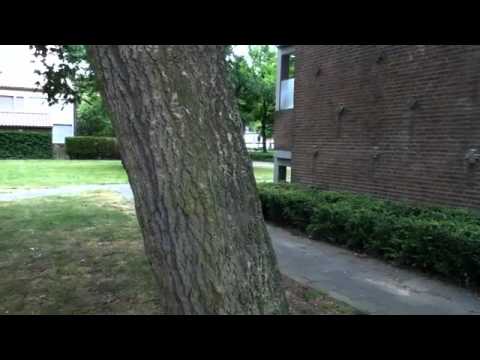 {TheSketchmasters} Pratende boom