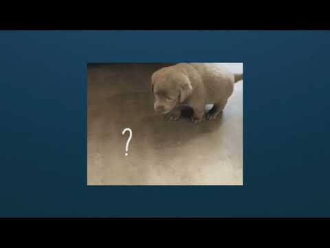 Vídeo: Banco de sementes