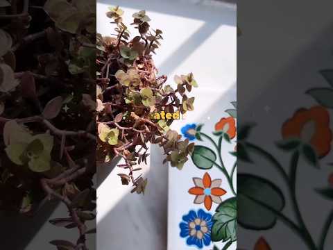 Floral Art Painting by Artist Prasun Balasubramaniam using SKYHawk Canvas. #artwork #painting