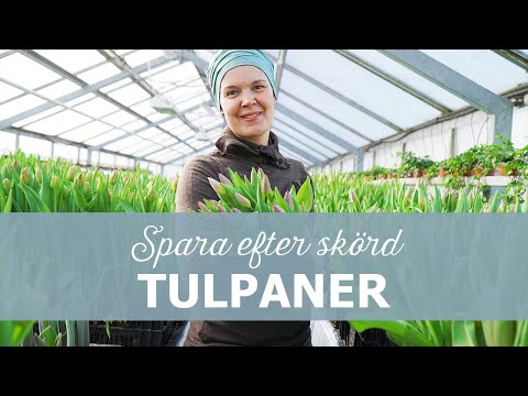 Tulpaner till snitt - Spara tulpaner efter skörd
