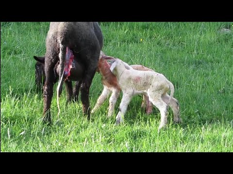, title : 'black brown mountain sheep giving birth to lambs 1080p video (Switzerland)'