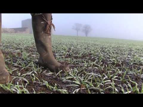 Andy Doyle in the fields - winter barley