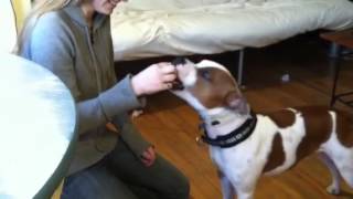 Saxon the Stafford Tries a Mushroom