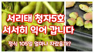 서리태 청자5호 4개월 서서히 익어갑니다.상세한 영상은 풀뿌리농장 유튜브에 올리겠습니다. #shorts #서…