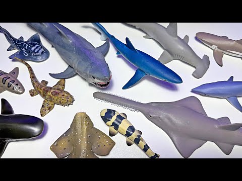 Haiarten - Haispielzeug, Zebrahai, Blauhai, Weißer Hai, Sägefisch, Walhai, Kragenhai