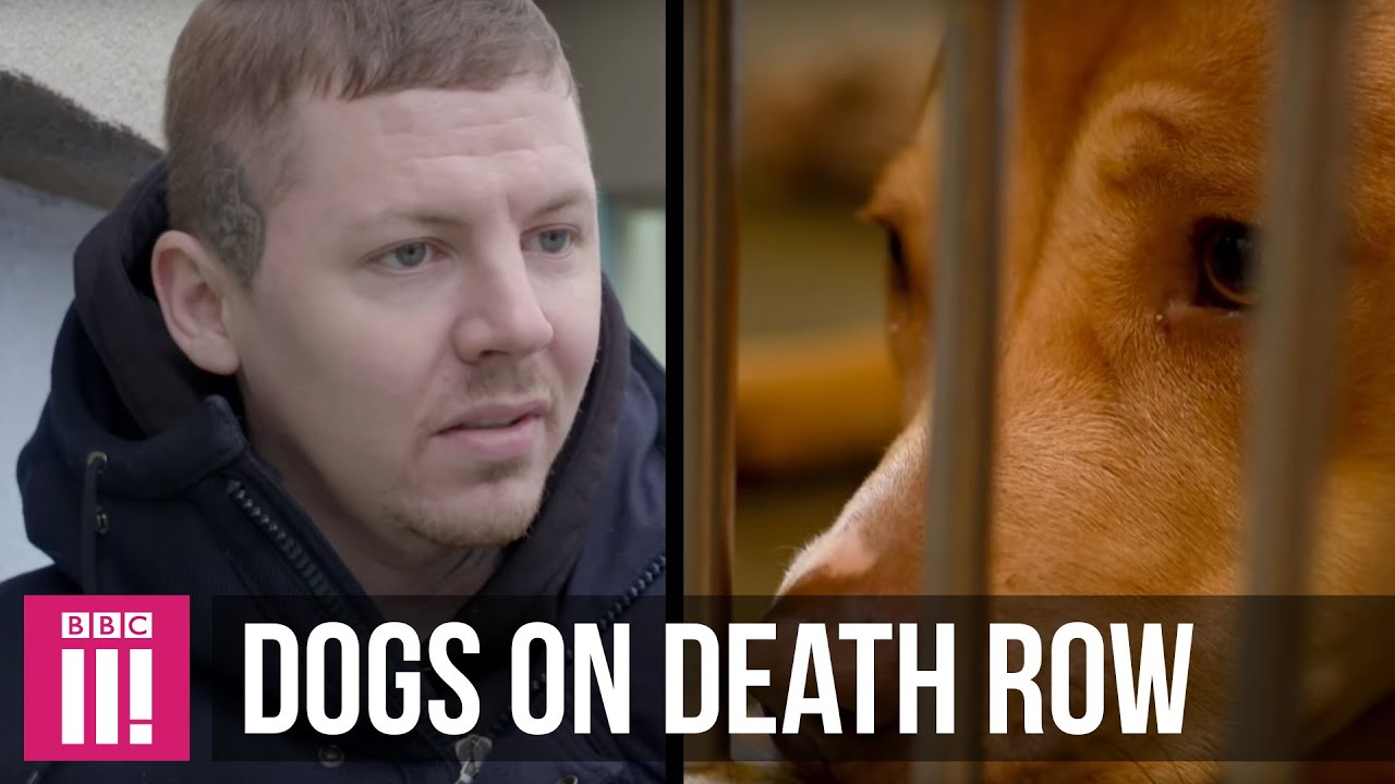 Watch video Professor Green | The Dogs On Death Row Now Professor Green | The Dogs On Death Row