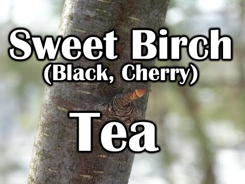 download lagu mp3 mp4 Birch Bark Cherry Tree, download lagu Birch Bark Cherry Tree gratis, unduh video klip Birch Bark Cherry Tree