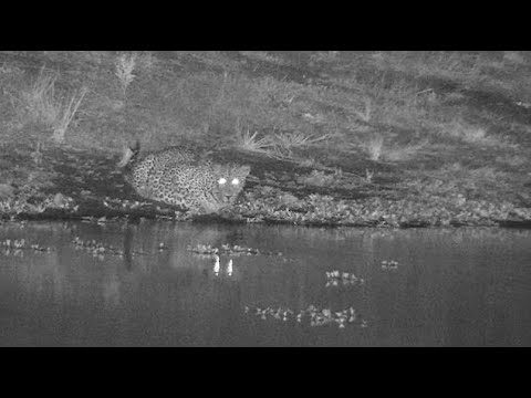 Djuma: Leopard-Molwati male drinks at the dam-saws later - 03:45 - 03/03/2022