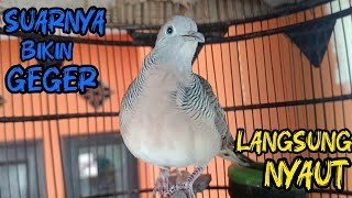 Download lagu Perkutut Lokal Gacor Suara Besar Pancingan Burung Perkutut Agar Cepat Bunyi mp3 Download lagu Perkutut Lokal Gacor Suara Besar Pancingan Burung Perkutut Agar Cepat Bunyi mp3