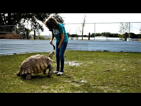 download lagu mp3 mp4 Can Tortoises Eat Rocket, download lagu Can Tortoises Eat Rocket gratis, unduh video klip Can Tortoises Eat Rocket