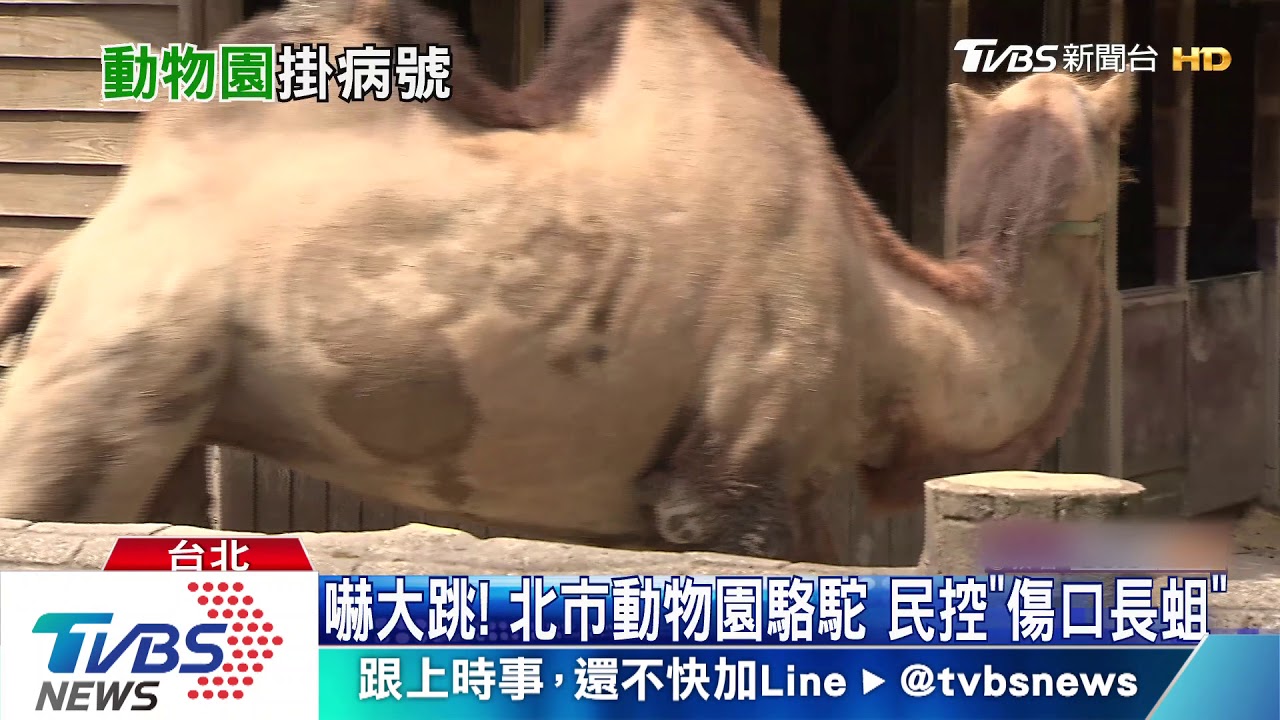 嚇大跳!北市動物園駱駝 民控「傷口長蛆」