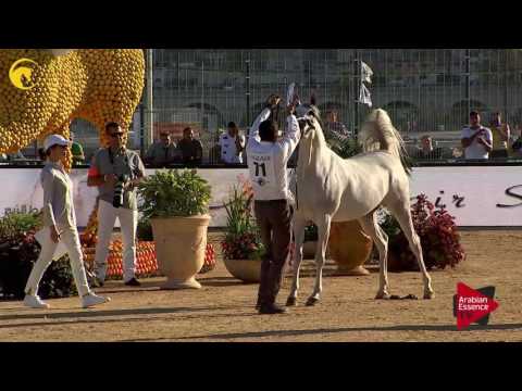 N.71 CA LEENA - MENTON 2017 - Mares 7 years old and above (Class 5)