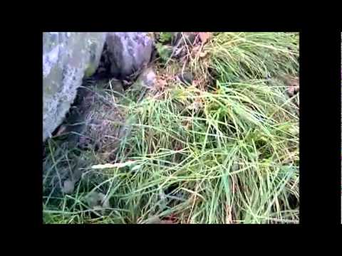 Lal & Mike Waterson - Child Among The Weeds