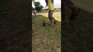 English Angora Rabbits Videos