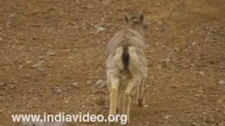 Himalayan Blue sheep or Bharal 