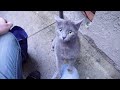 A Pregnant Gray Cat Bites Me