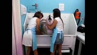 Husky talks during bath