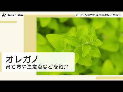 オレガノの乾燥: とても簡単です 植物