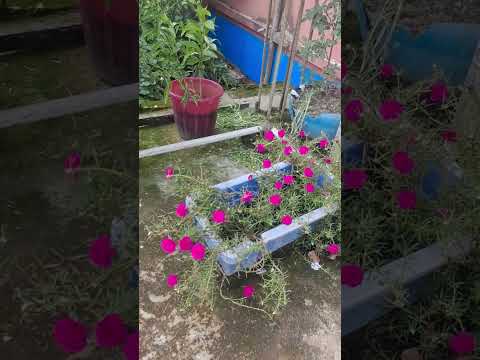 পুর্তলিকা ফুল। #love #awesome