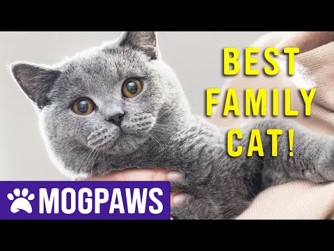 Are British Shorthair Cats Good With Children?