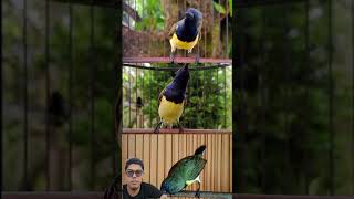 Download lagu Umpan Suara Burung Sogon – Super Gacor #kicaumania #kicau burung #burunggacor #birdlovers #masteranjernih mp3 Download lagu Umpan Suara Burung Sogon – Super Gacor #kicaumania #kicau burung #burunggacor #birdlovers #masteranjernih mp3