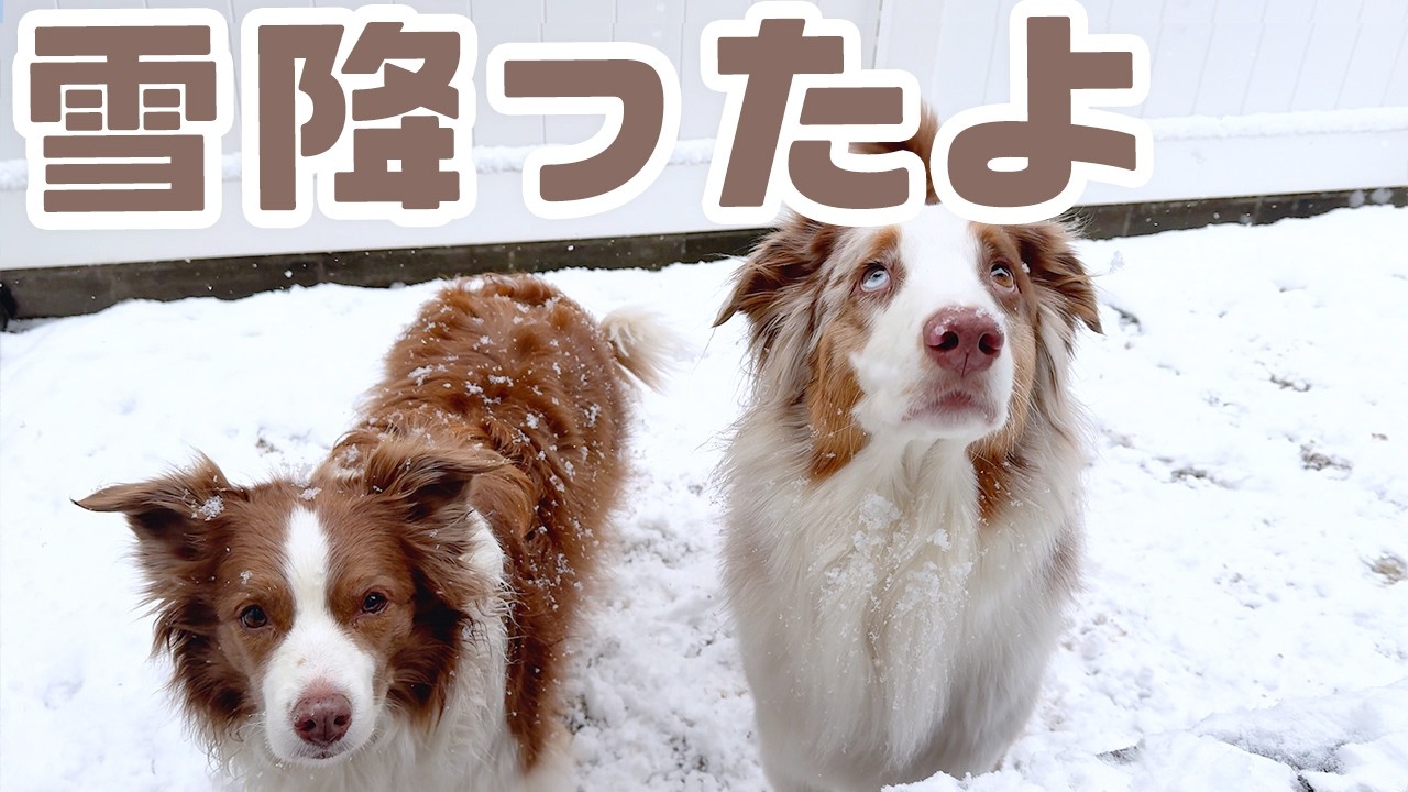 雪が積もって庭で駆けまわるリリガルです🐶⛄✨【ボーダーコリー×オーストラリアンシェパード】