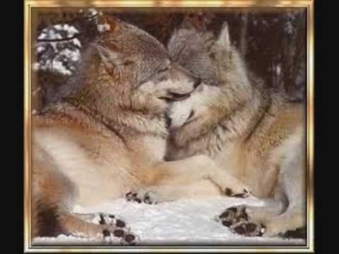 louder than thunder-wolves