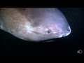 Alien Sharks: The Megamouth | Shark Week 2013.