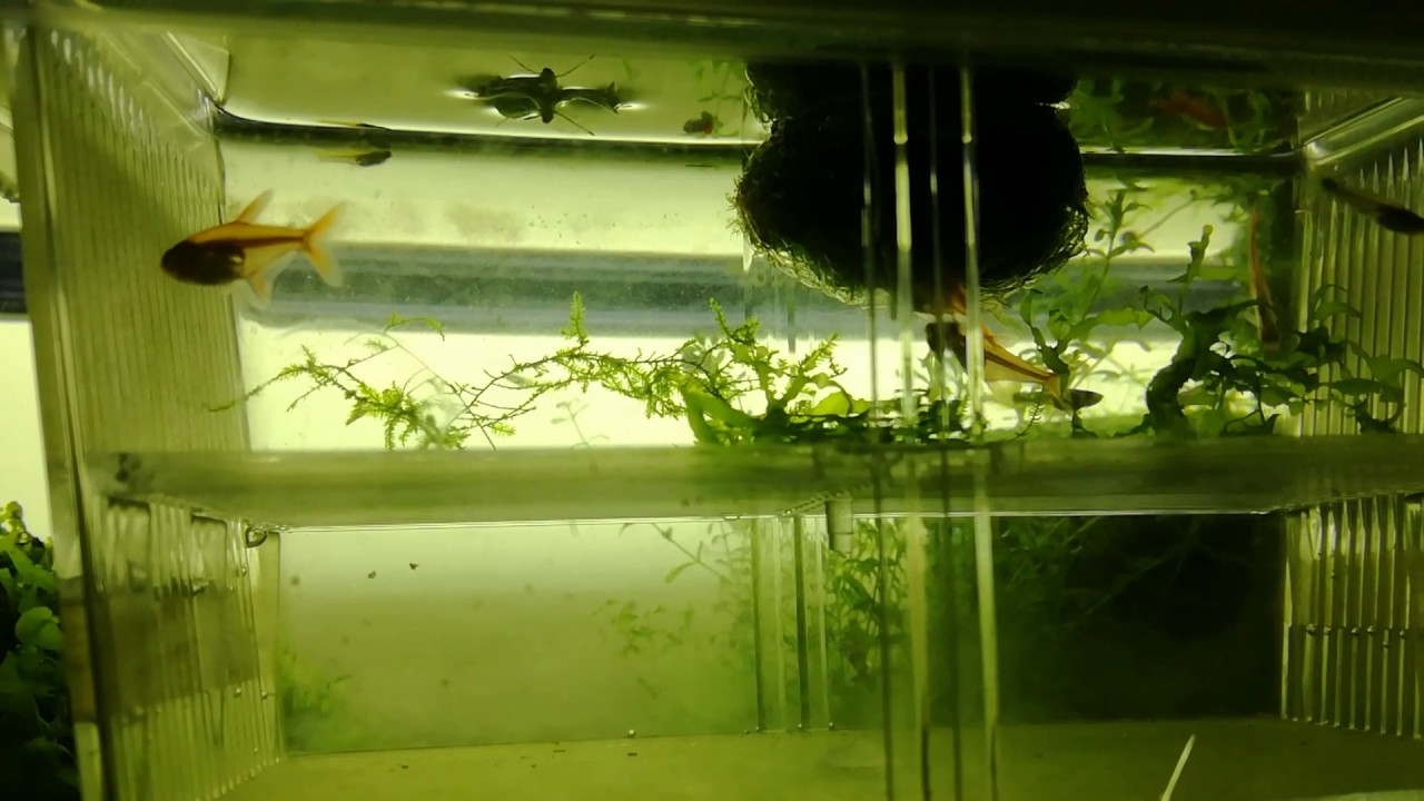 ember tetra with shrimp ember tetra with shrimp