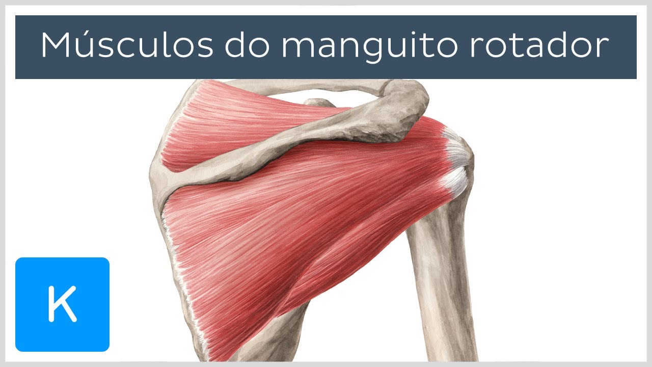 Anatomia do manguito rotador (músculos) - Anatomia Humana | Kenhub