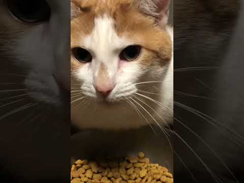 Mosin Nagant Model M91/30