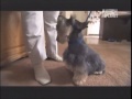 Australian Silky Terrier - SILKY TERRIER - ABC CANINO - ESPAÑOL
