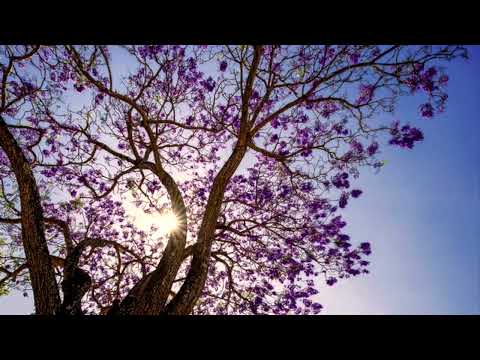 Thể hiện bởi Duyên Quỳnh