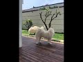 Funniest Cutest Chow Chow Puppies Short Funny Chow Chow Puppy Videos 101