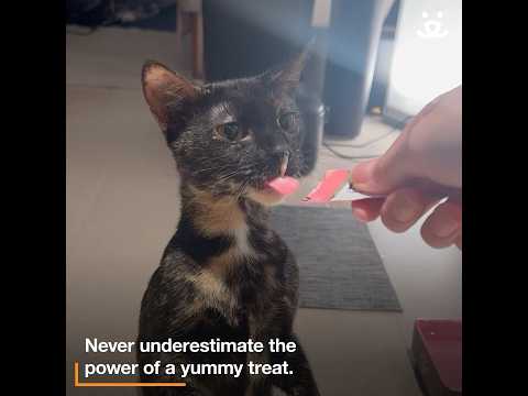 Tasty treats help change shy cat's world