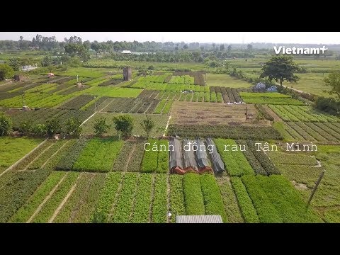 Về xã Tân Minh ngắm ‘vựa’ rau xanh nổi tiếng Hà Nội