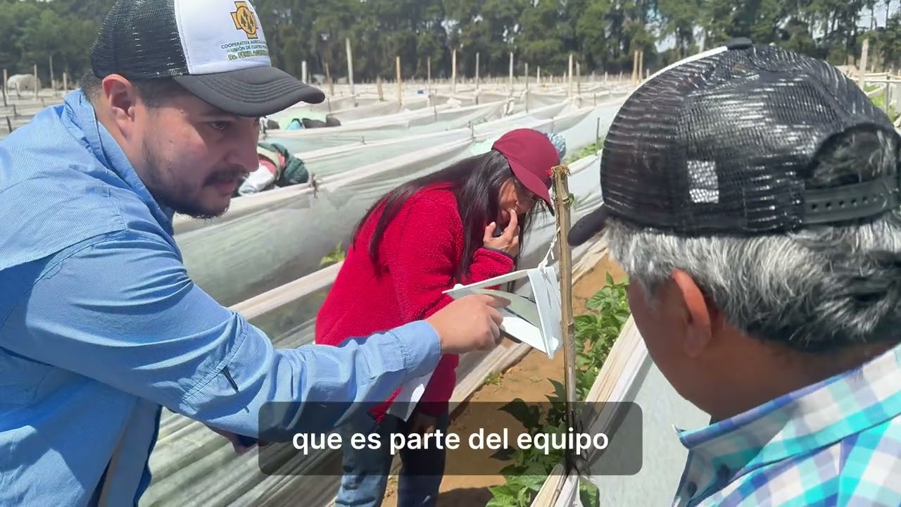 Proyecto de Fitotrampas inteligentes - Guatemala