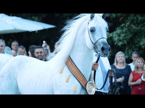 🇮🇹 EUROPEAN SUMMER SALE 2022 at Giacomo Capacci Arabians