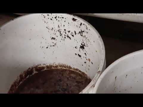 Grease Buckets Attracting Drain Flies in Basking Ridge, NJ