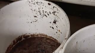Watch video: Grease Buckets Attracting Drain Flies in...
